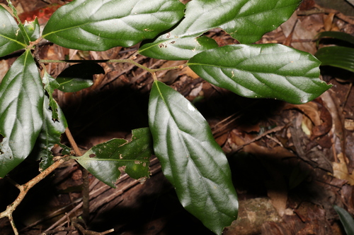 Image of Endiandra pubens by (c) Greg Tasney, some rights reserved (CC BY-SA)