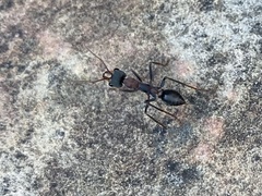 Myrmecia pulchra