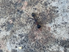 Myrmecia pulchra