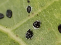 Tetraleurodes perileuca