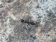 Myrmecia pulchra