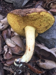 Xerocomus subtomentosus