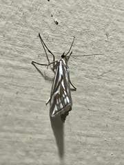 Hednota pleniferellus