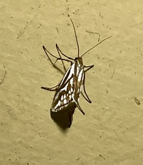 Hednota pleniferellus