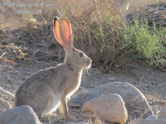 Lepus capensis