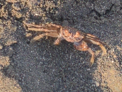 Decapoda