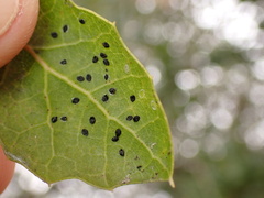 Tetraleurodes perileuca