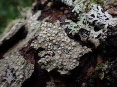 Pertusaria subambigens