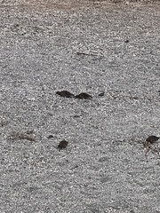 Zenaida galapagoensis