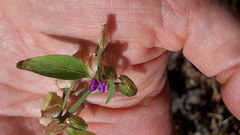 Dicliptera peduncularis