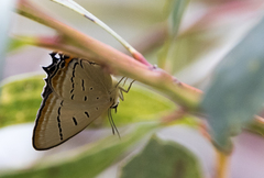 Jalmenus evagoras