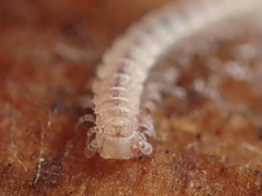Macrosternodesmidae