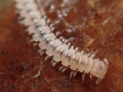 Macrosternodesmidae