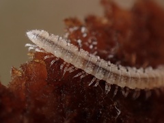 Macrosternodesmidae