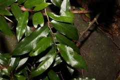 Meiogyne stenopetala