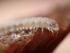 Macrosternodesmidae