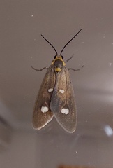 Dysauxes famula