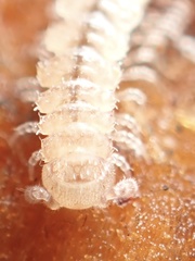 Macrosternodesmidae