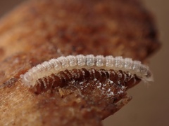 Macrosternodesmidae