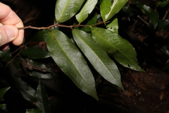 Meiogyne stenopetala