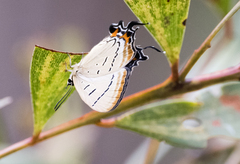 Jalmenus evagoras