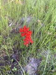 Asclepias lanceolata