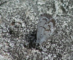 Celastrina
