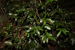 Meiogyne stenopetala