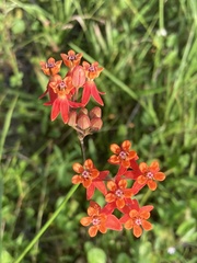 Asclepias lanceolata