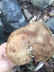 Xerocomus subtomentosus