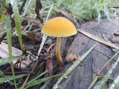 Pluteus leoninus