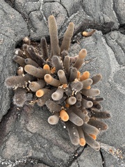 Brachycereus nesioticus
