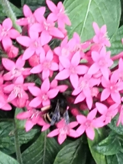 Amegilla quadrifasciata maderae