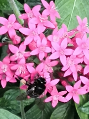 Amegilla quadrifasciata maderae