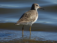 Calidris melanotos