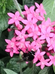 Amegilla quadrifasciata maderae