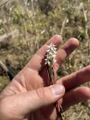 Zeuxine strateumatica