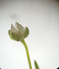 Sagina procumbens