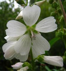 Sidalcea candida