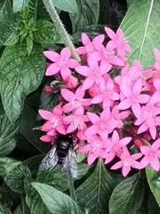 Amegilla quadrifasciata maderae