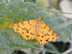 Pseudopanthera macularia