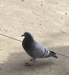 Columba livia domestica