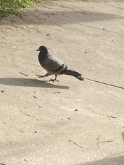 Columba livia domestica