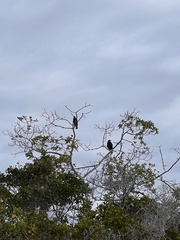 Buteo galapagoensis