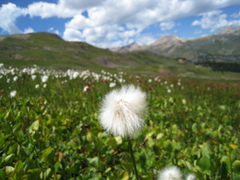 Eriophorum scheuchzeri