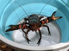 Euastacus