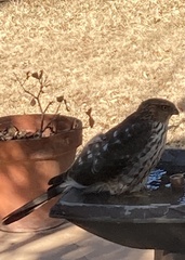 Accipiter cooperii