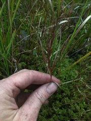 Dulichium arundinaceum