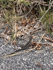 Microlophus albemarlensis