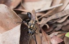 Apoidea